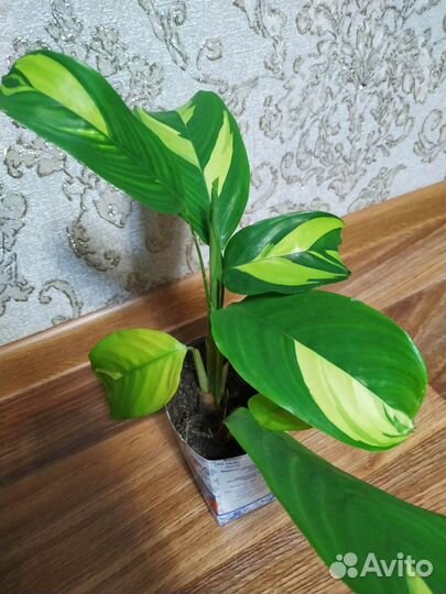 Комнатные цветы