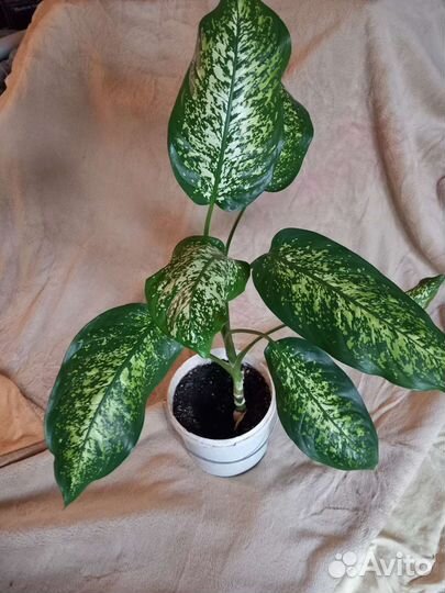 Диффенбахия