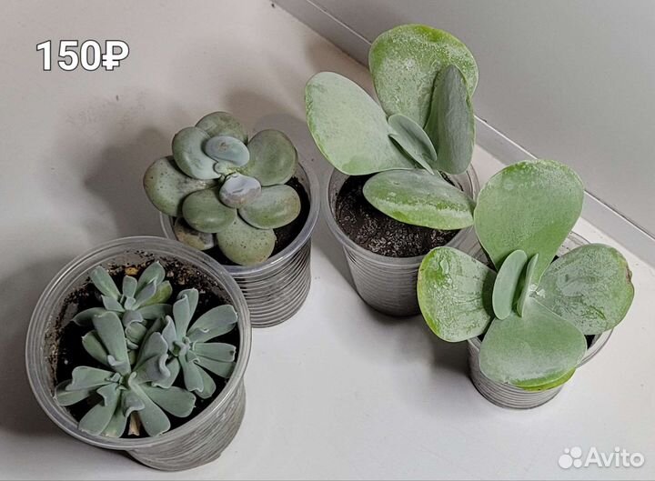 Бергерантус вогнутый (суккулент)