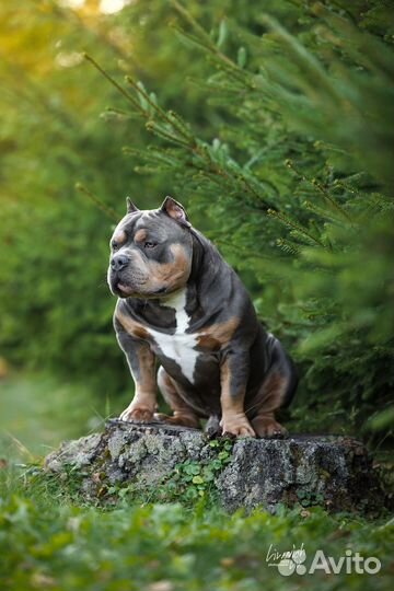 Американский булли вязка