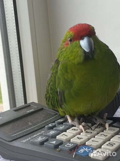Попугай какарик