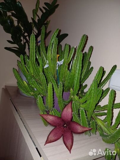 Стапелия отростки