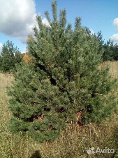 Сосна новогодняя оптом и в розницу