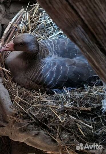 Гуси дикие. Серые