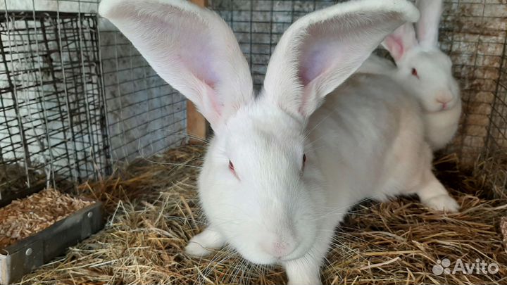 Кролики крупных пород