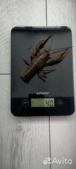 Раки для пенной вечеринки)