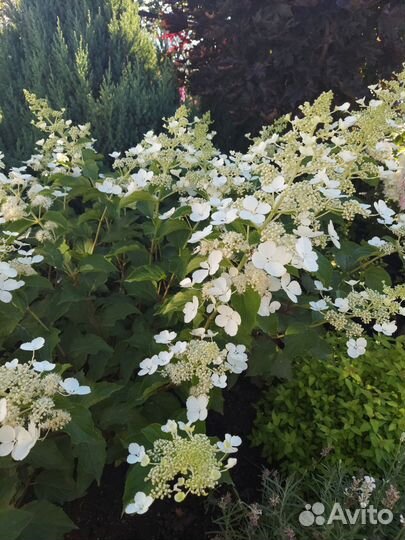 Гортензия White Lady (Вайт Леди) метельчатая