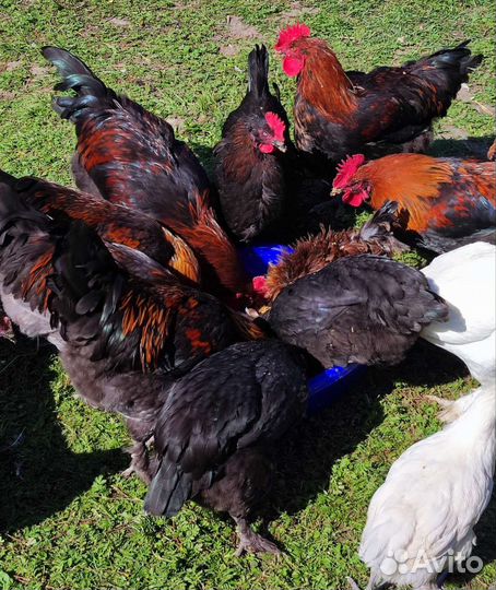 Петухи Маран