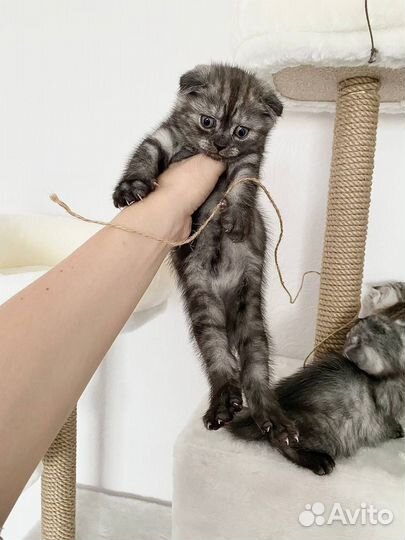 Котята шотландцы вислоухие
