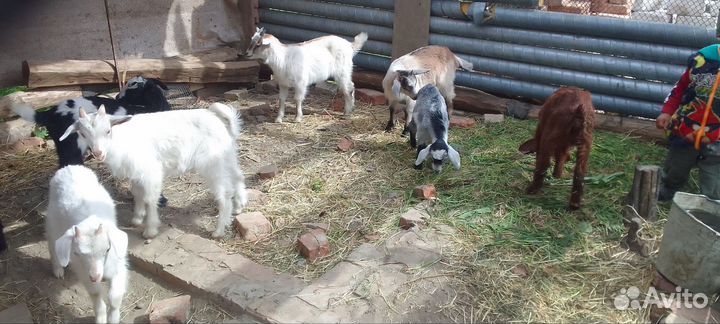 С.х козлята