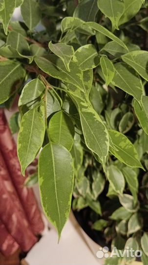 Фикус бенджамина