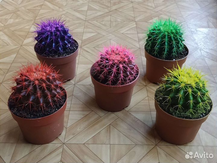 Эхинокактус grusonii