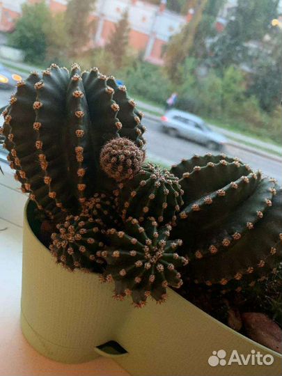 Кактус.Эхинопсис