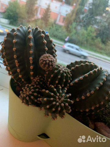 Кактус.Эхинопсис