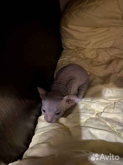 Донской сфинкс котята