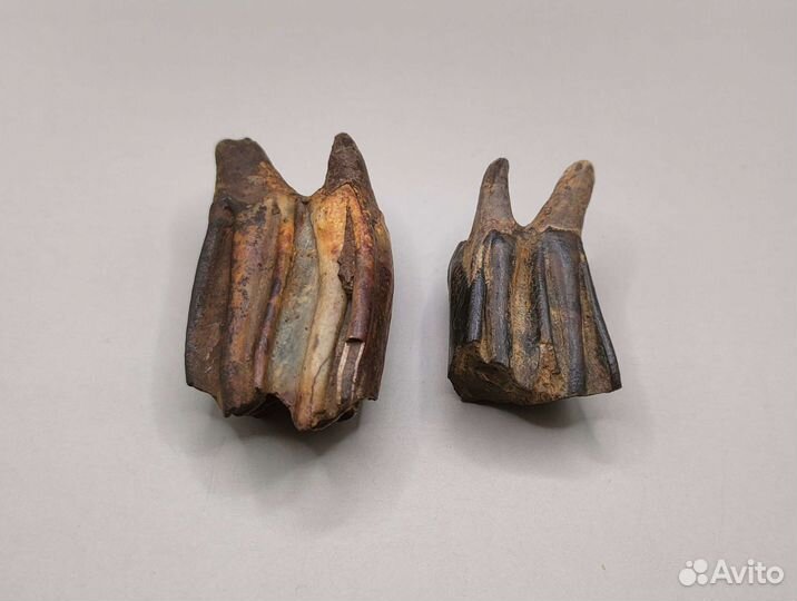 Зубы древнего бизона Priscus (2 шт) / Окаменелости