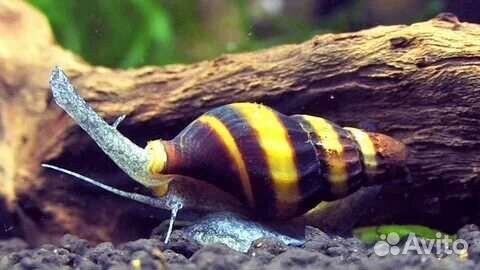 Улитка хелена