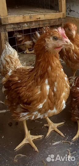 Куры-несушки родонит