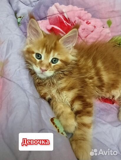 Котята мейн-кун