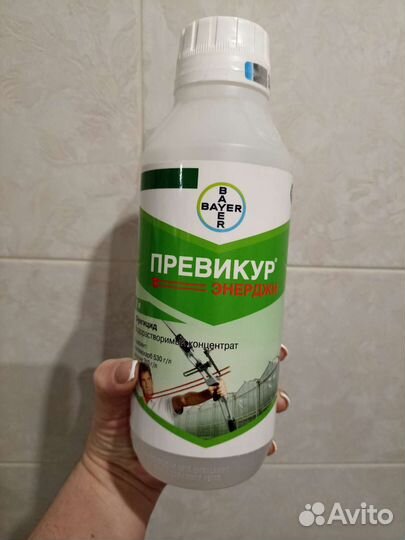 Оберон Рапид