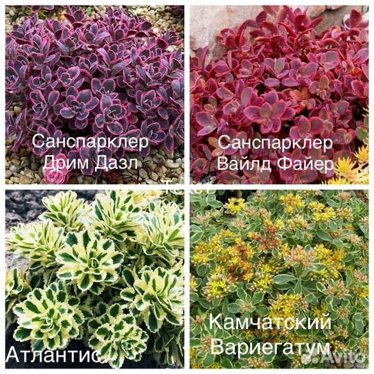 Многолетники почвопокровные