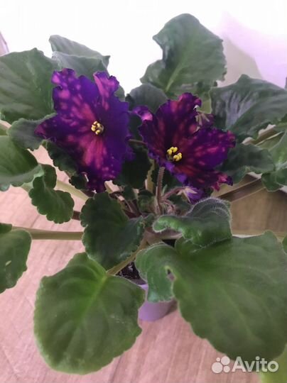 Сортовые фиалки