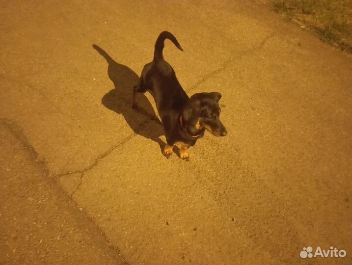 Такса бесплатно