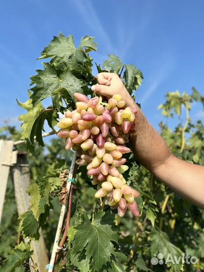 Черенки винограда