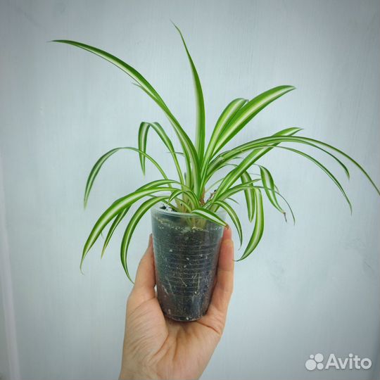 Хлорофитум