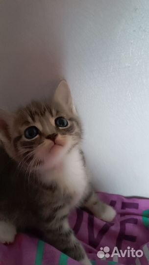 Котята Полубриташки