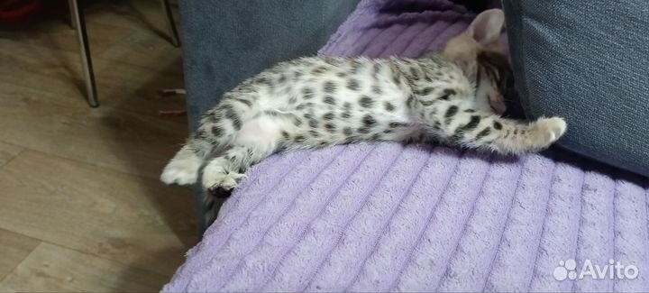 Бенгальские котята
