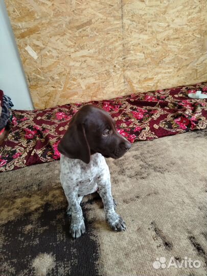 Щенки курцхаара