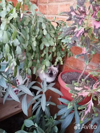 Комнатные растения обмен