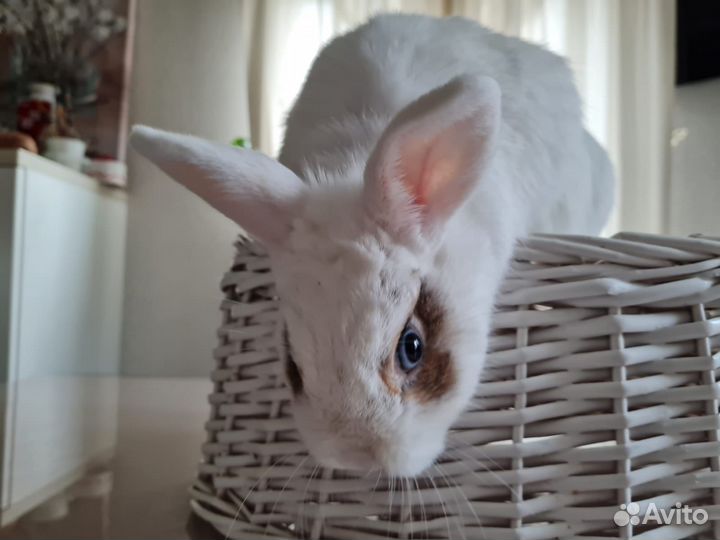 Вязка кроликов