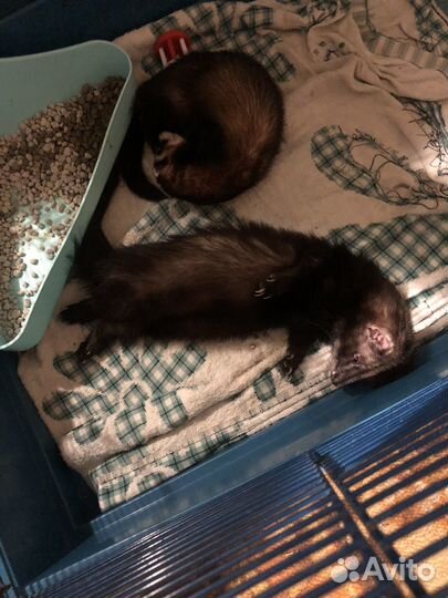 Хорек девочка беременная