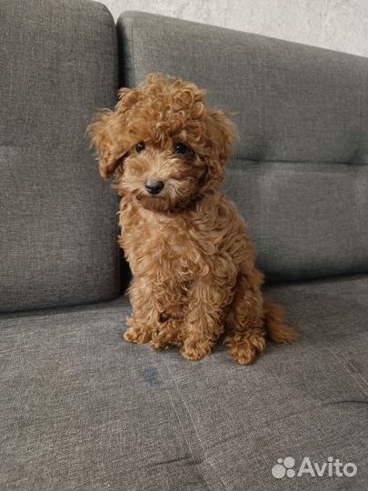 Той-пудель девочка