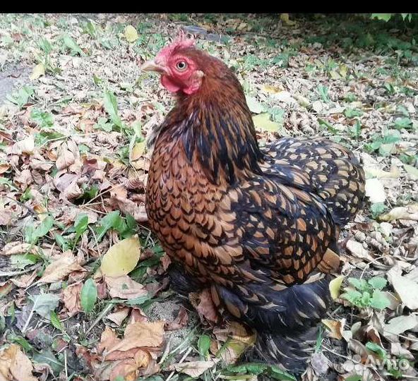 Кохинхин карликовый яйцо