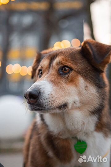 Собака в добрые руки бесплатно