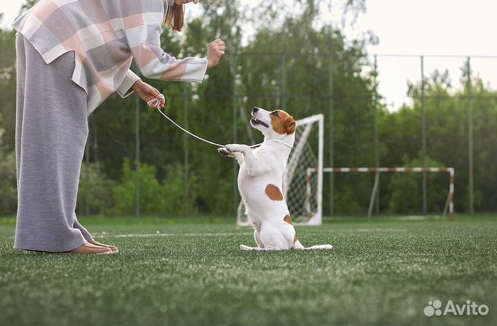 Кинолог. Инструктор по вязке. Хендлер