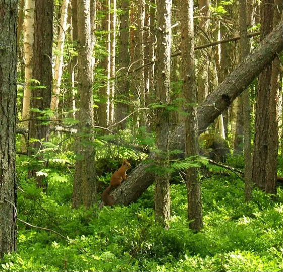 Участок 9,7 га (ИЖС)