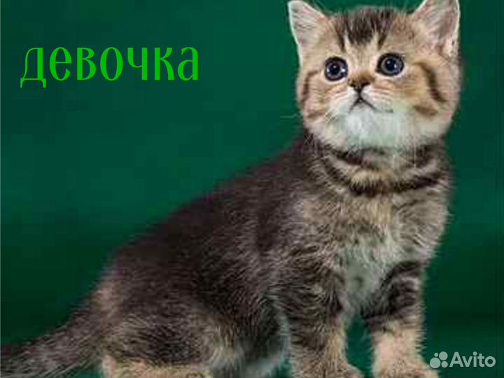 Шоколадка сладкая)