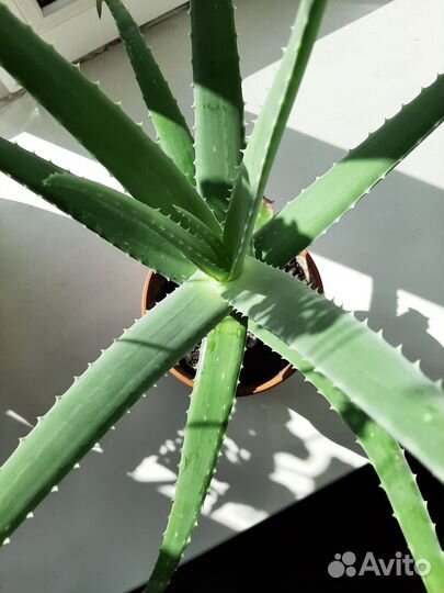 Алоэ вера 3 года