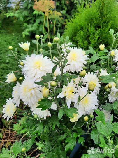 Хризантема кустовая