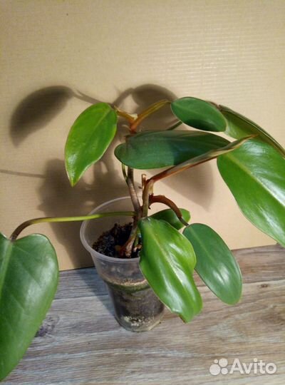 Диффенбахия, Филодендрон,Пеперомии, Кротон