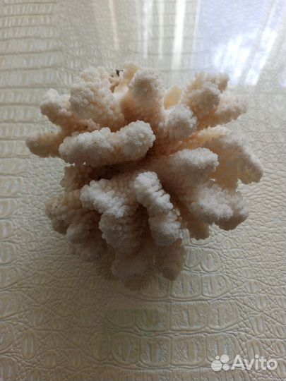 Морской коралл
