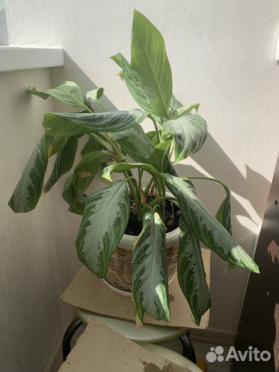 Комнатные растения