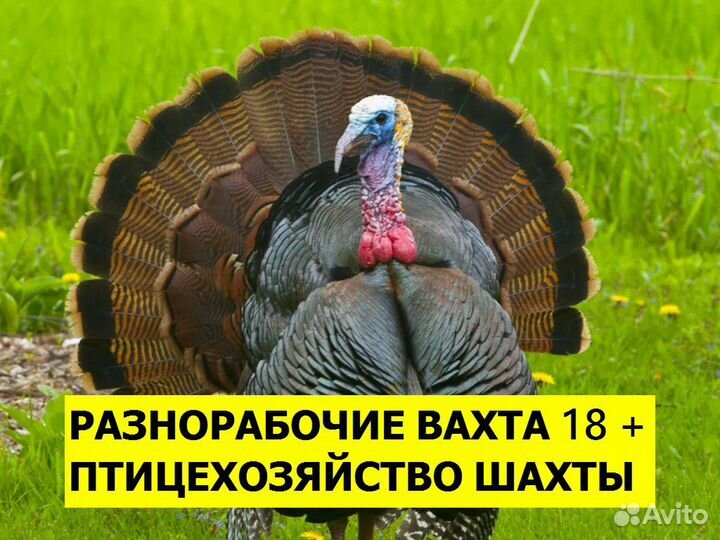 Вахта разнорабочий г. Шахты 18+