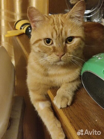 Молодой котик