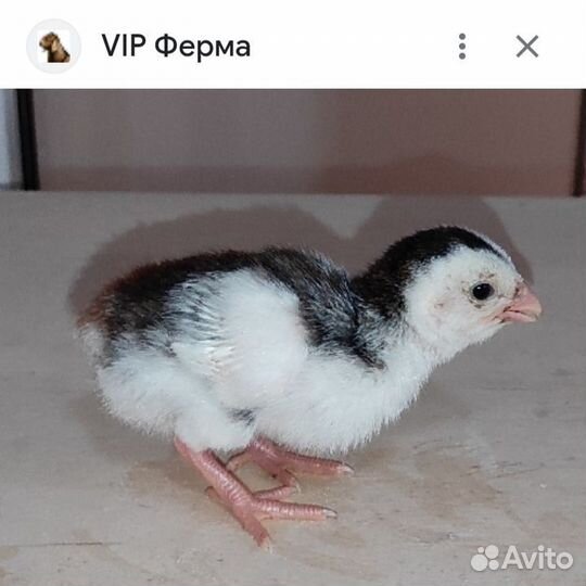 Цыпленок цесарки