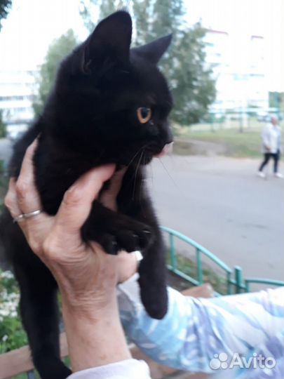 Котенок лапочка- девочка